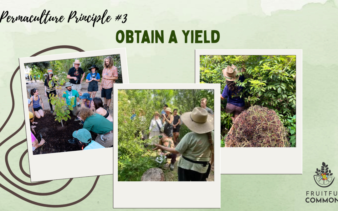 Permaculture Principle #3: Obtain a Yield